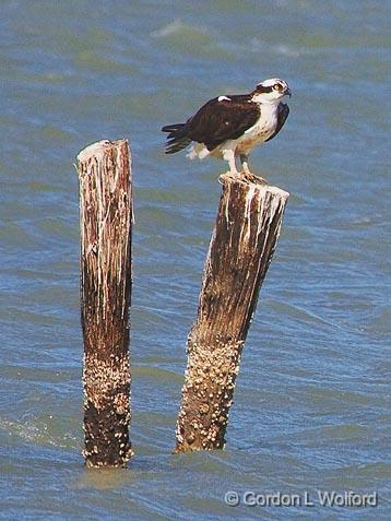 Osprey Perched On A Piling_40700.jpg - Osprey (Pandion haliaetus)Photographed along the Gulf coast near Rockport, Texas, USA.